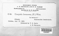 Urocystis anemones image